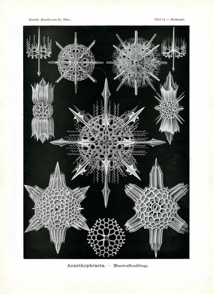 Acanthophracta print