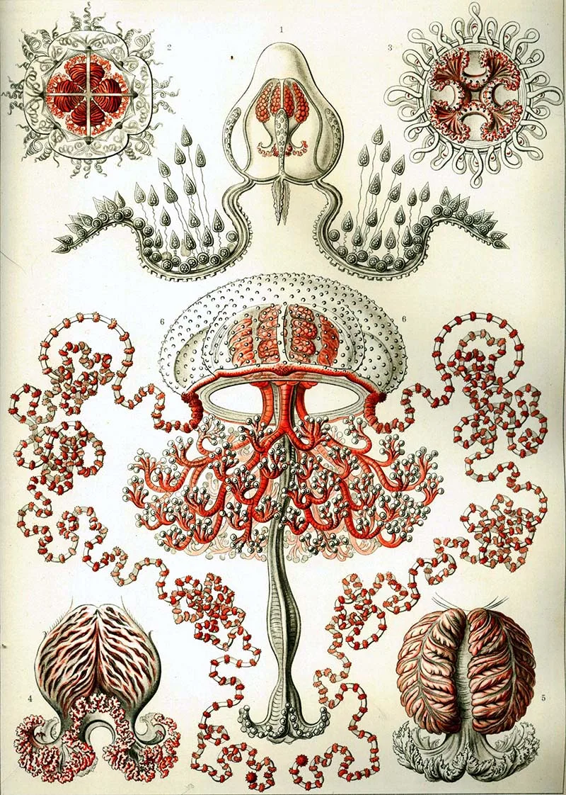 Vintage marine life print.