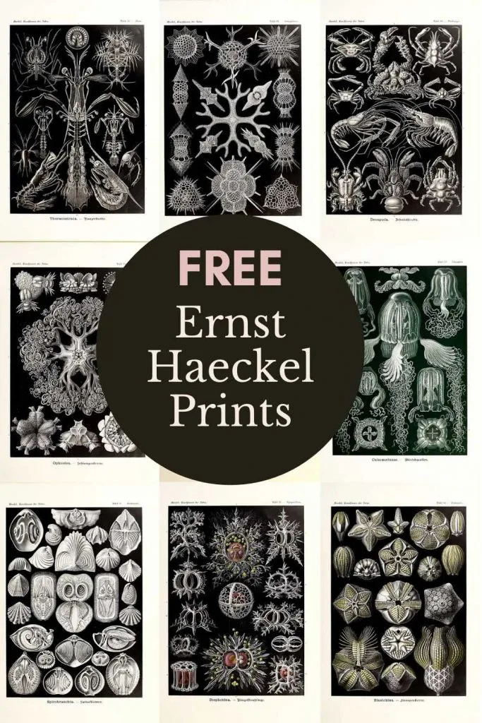 Monochrome Ernst Haeckel Prints