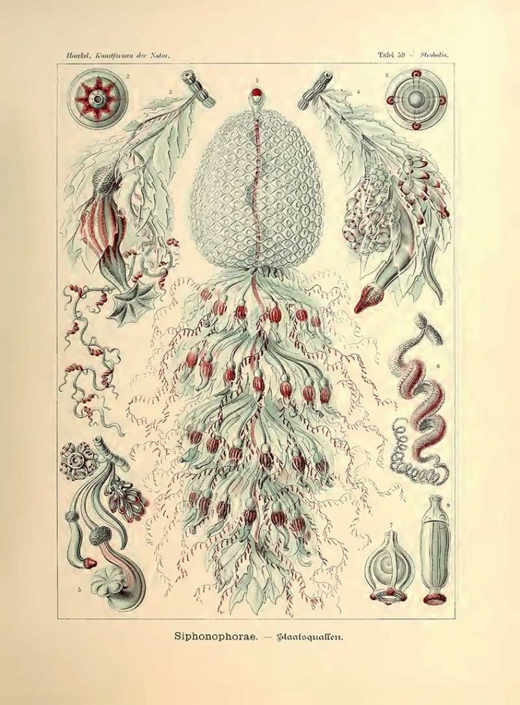 Siphonophorae