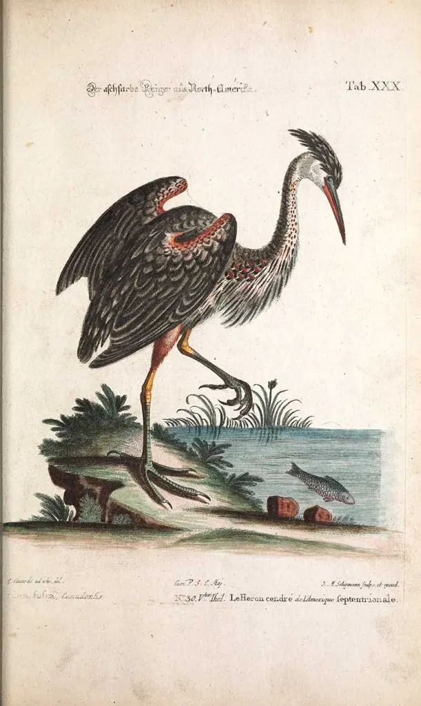 fishing grey heron