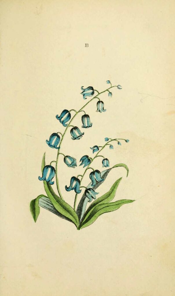 Flora and Thalia bluebell