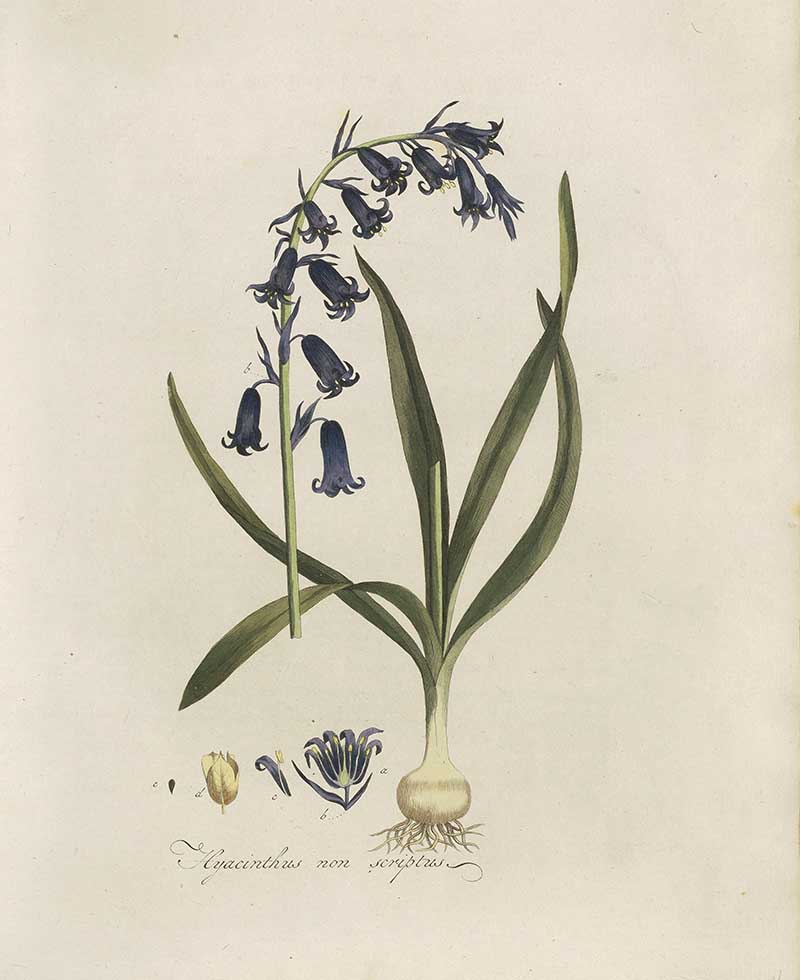 dutch wild bluebell