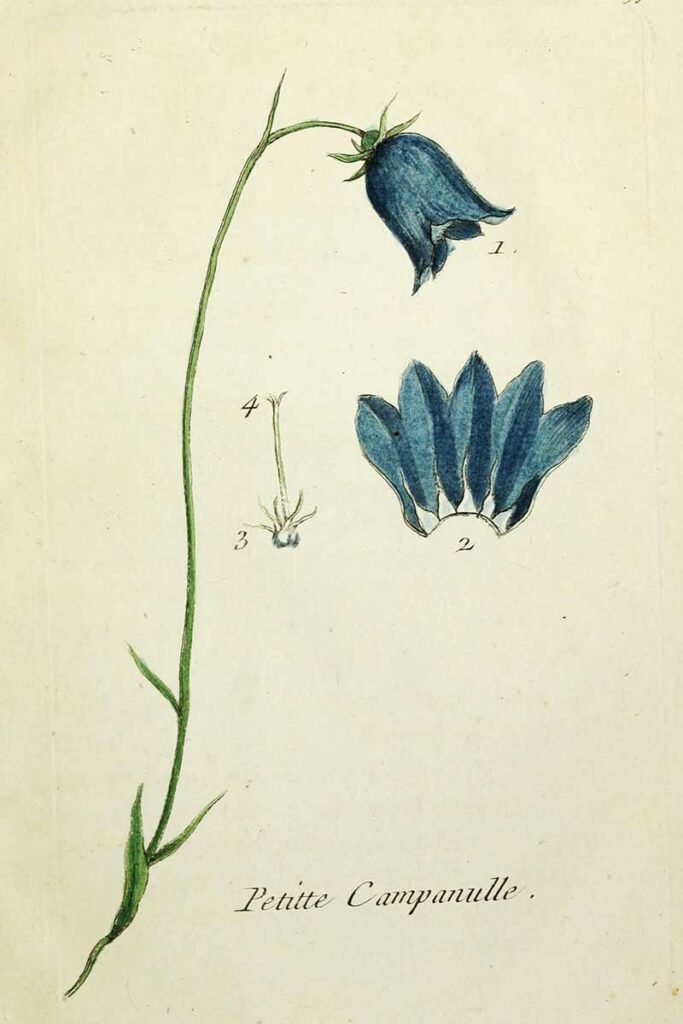 petite campanulle
