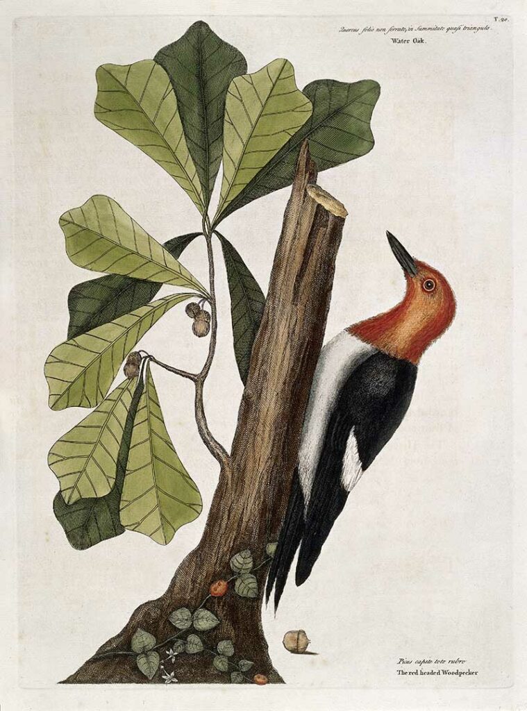 Red-headed wood-pecker perched on Water oak