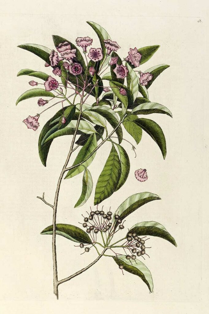Sheep Laurel Kalmia angustifolia from The natural history of Carolina...