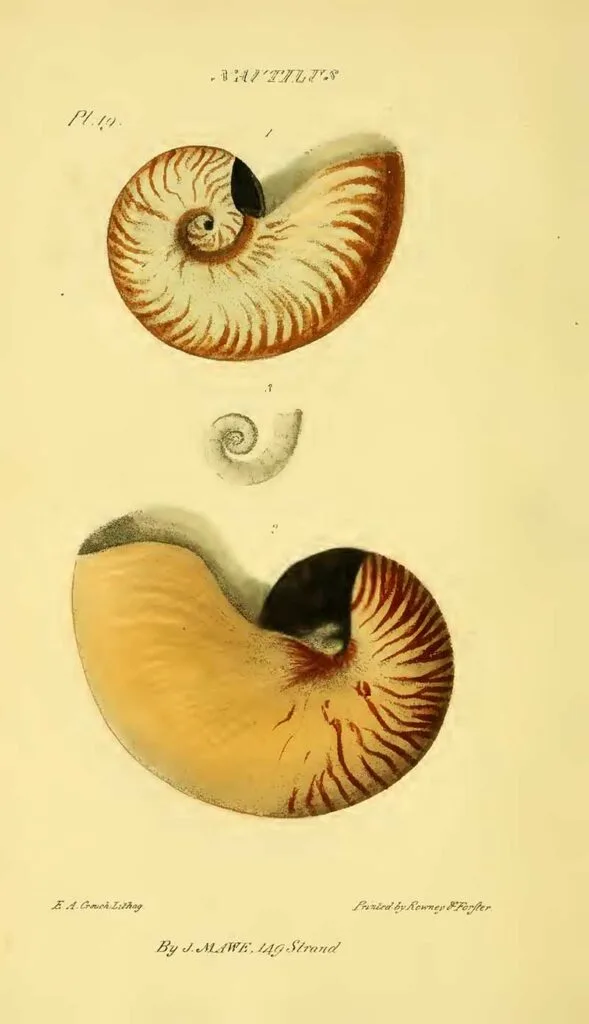 Nautilus seashells