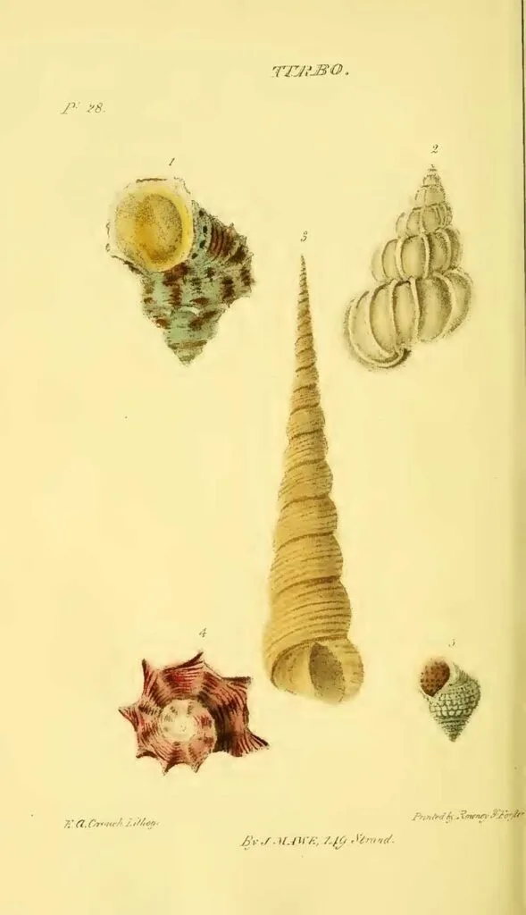 Turrbo, Wreath or Turban-shell