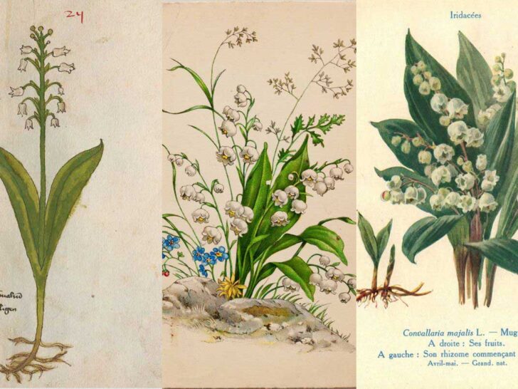 lily of the valley blooms