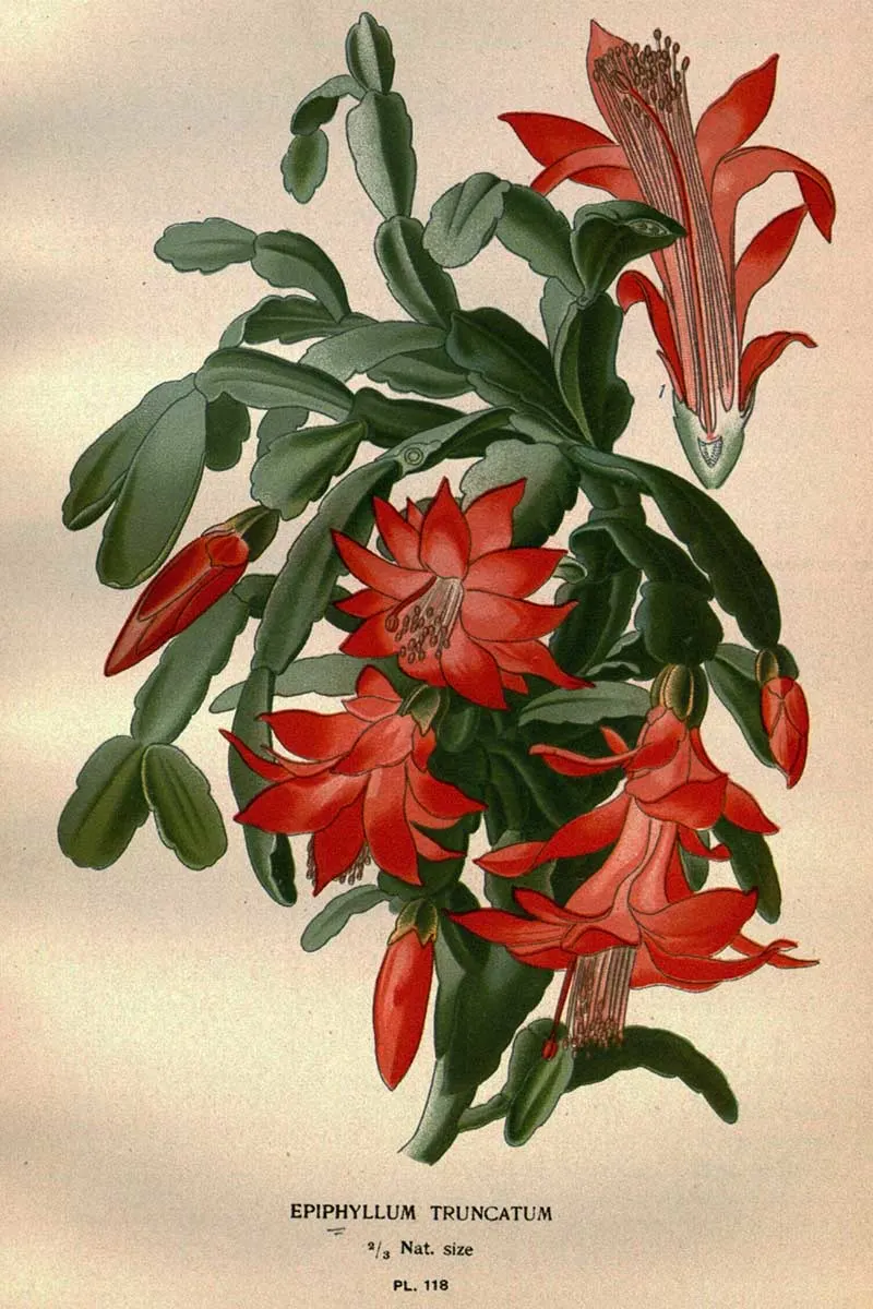Christmas cactus