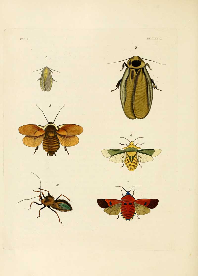Dru Drury Cockroach Print