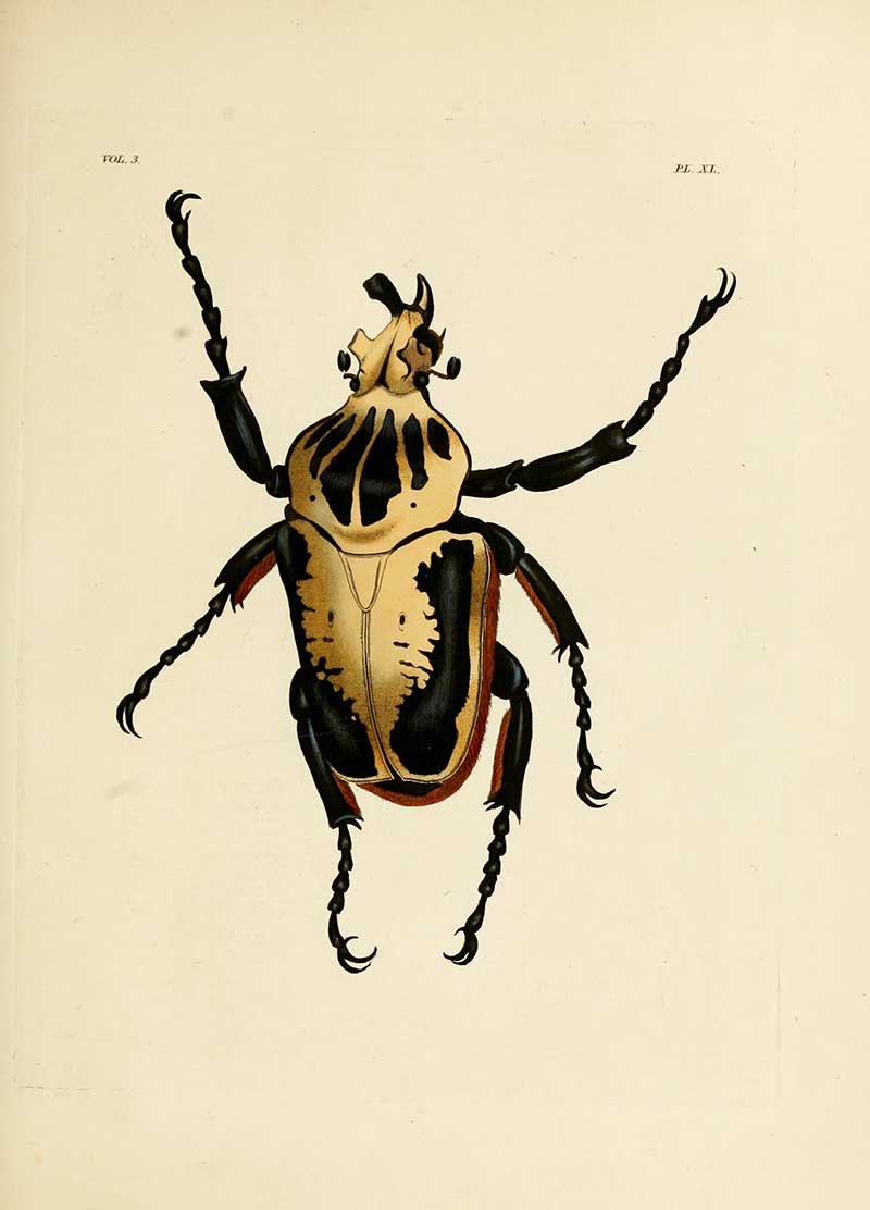 Goliathus goliatus