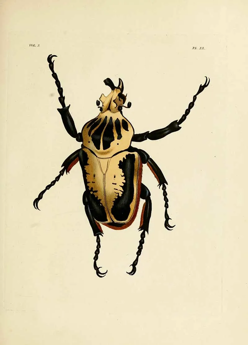 Goliathus goliatus