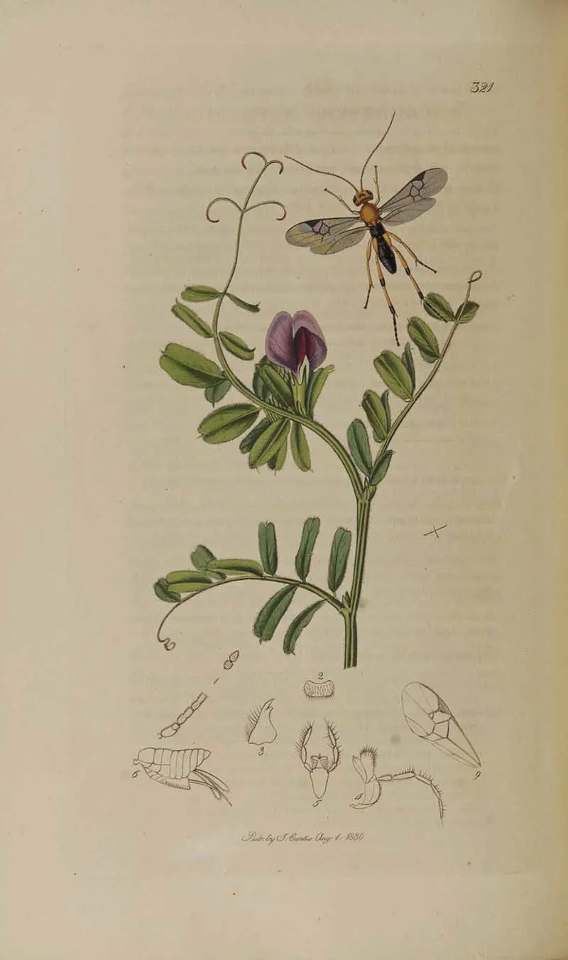 John curtis wasp and common tare