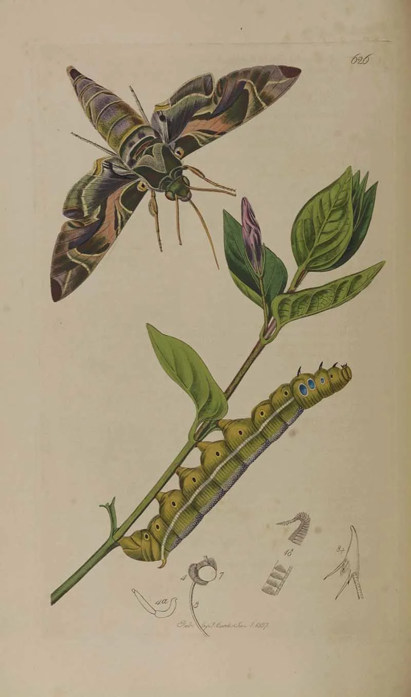 Rose-bay sphinx moth John Curtis