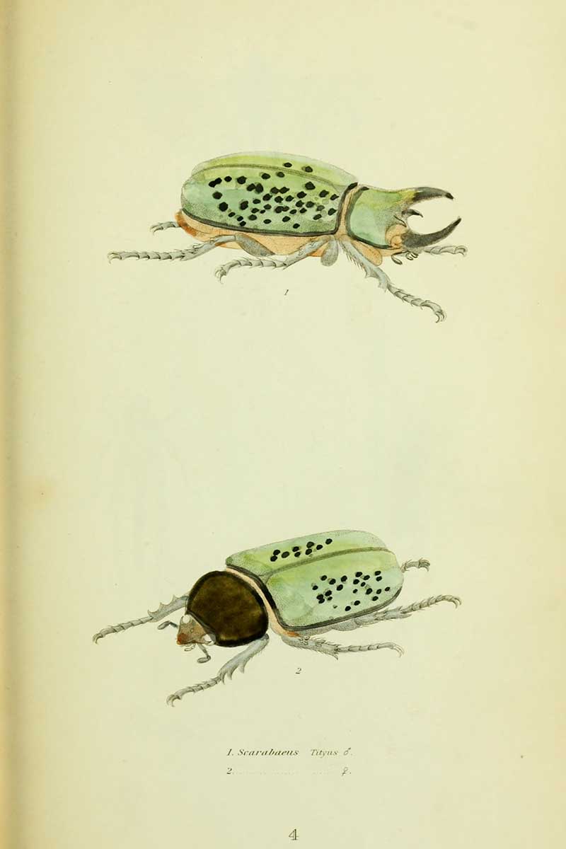 Thomas Say Eastern Hercules Beetle
