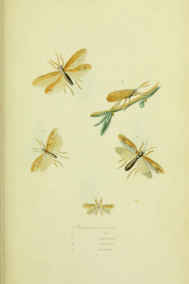 Thomas Say caddisflies