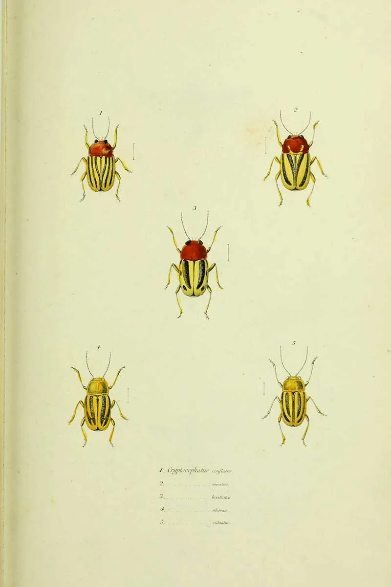 Thomas Say insect drawings leaf beetles