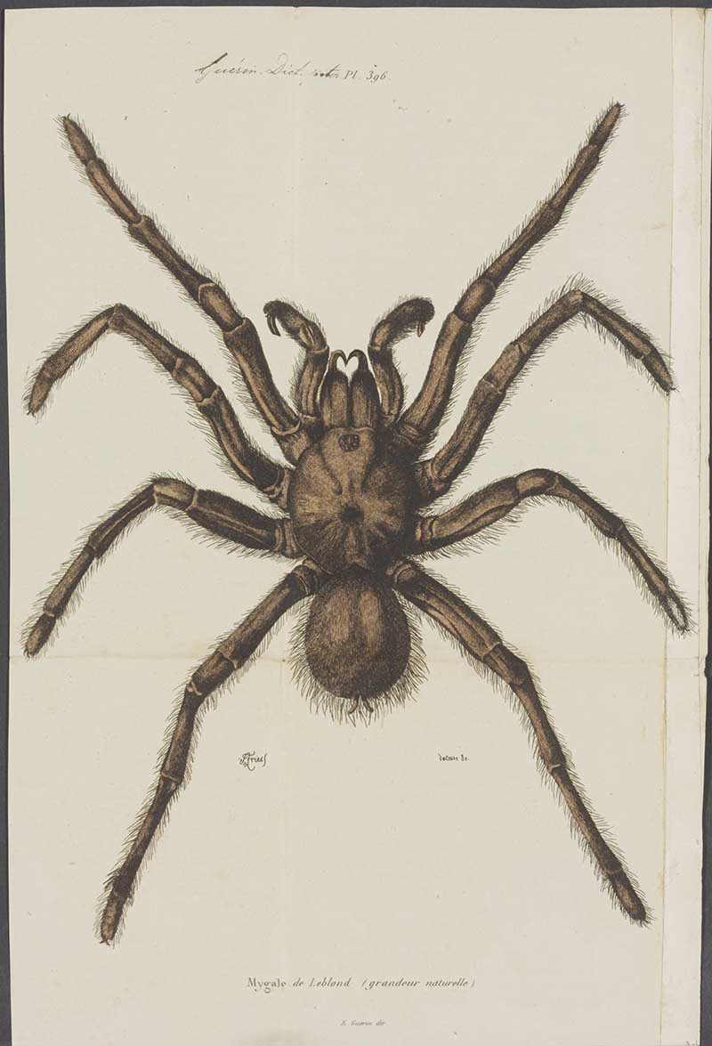 Mygale spider