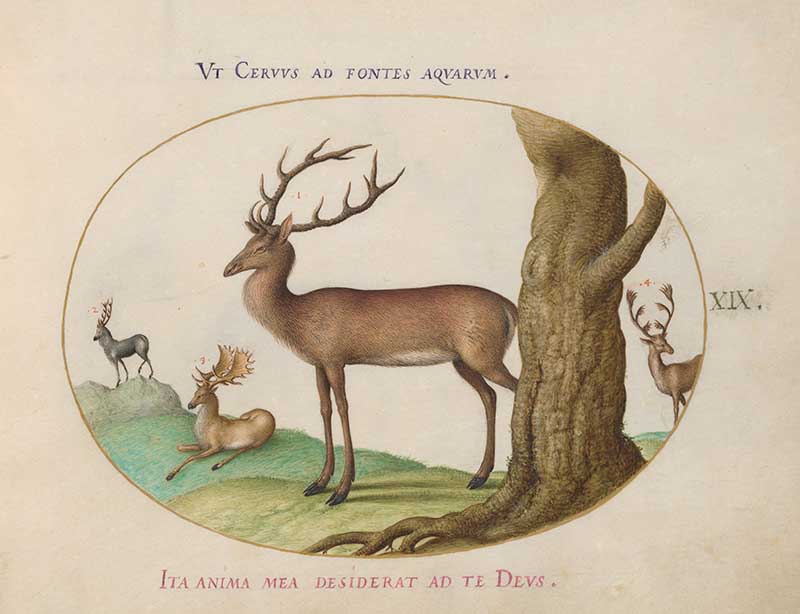 Earth Terra four types of Stags Joris Hoefnagel
